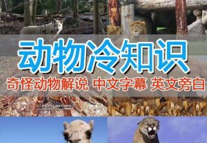外面卖1699的国外纪录片解说（动物解说、美食、动画片）稳过中视频-克用笔记